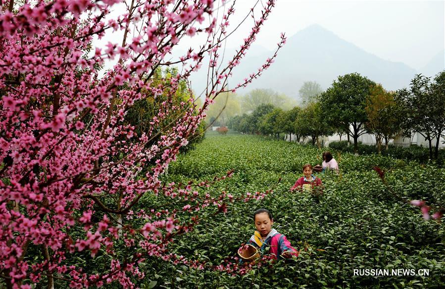 Сбор раннего чая в уезде Пинли