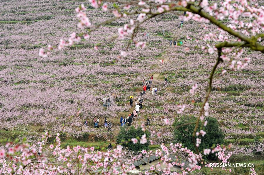 Цветущие персики в уезде Цэньгун