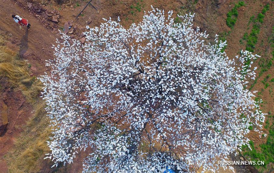 Цветение абрикосов на горе Цзяньшань
