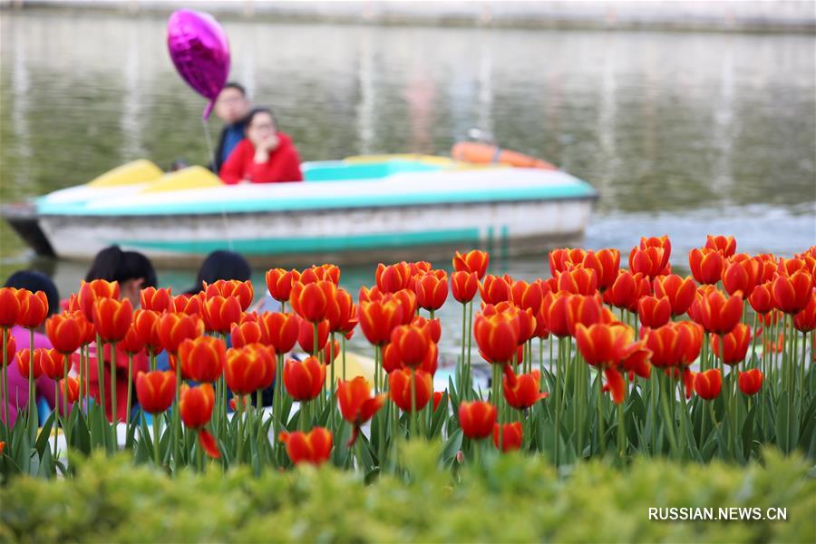 В Китае наступила пора массового весеннего цветения