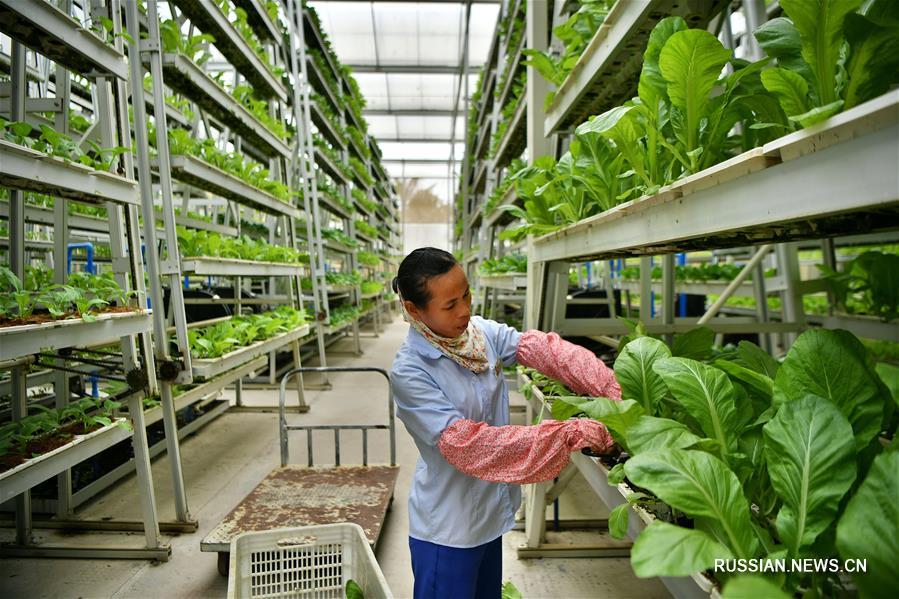 Применение современных аграрных технологий на острове Хайнань