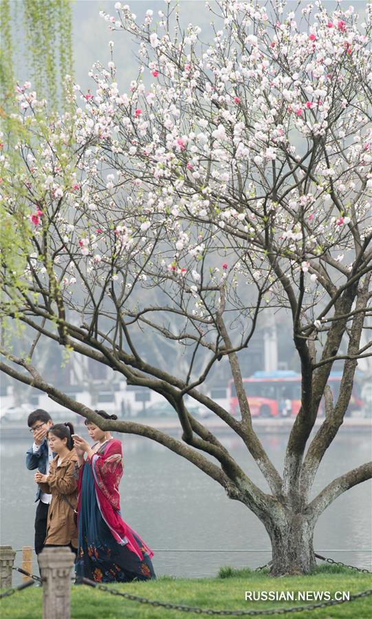 Красно-зеленая весенняя гармония персиков и ив на озере Сиху