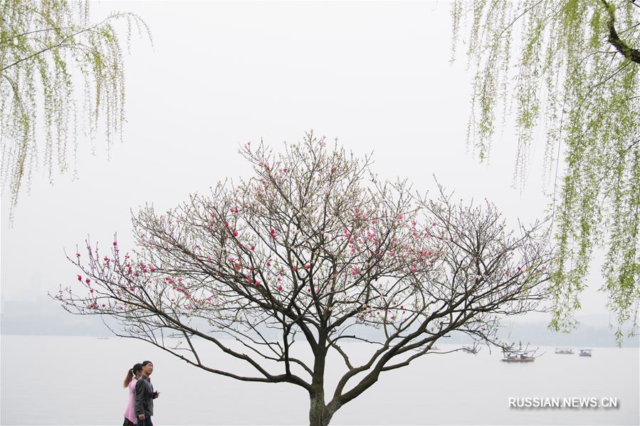 Красно-зеленая весенняя гармония персиков и ив на озере Сиху