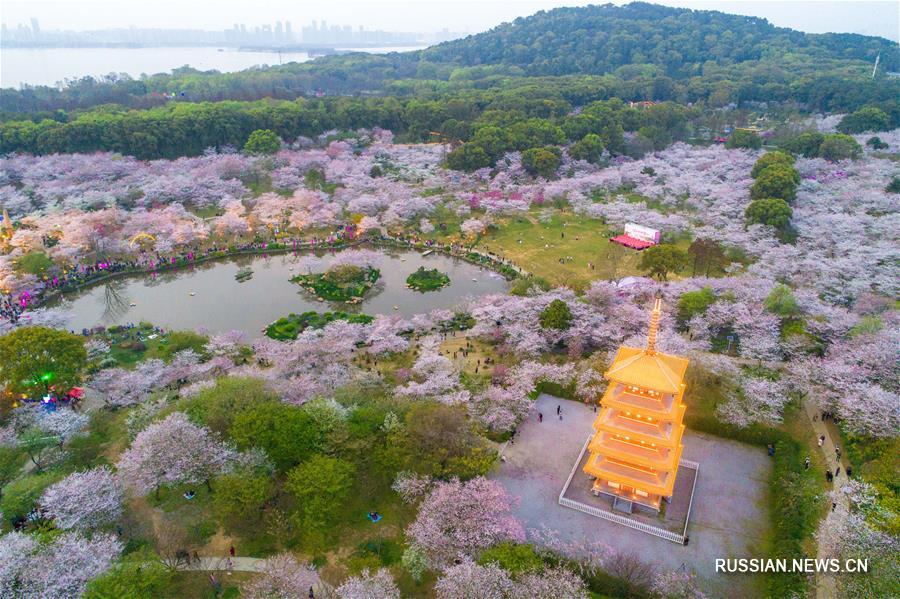 Цветущий вишневый сад у озера Дунху