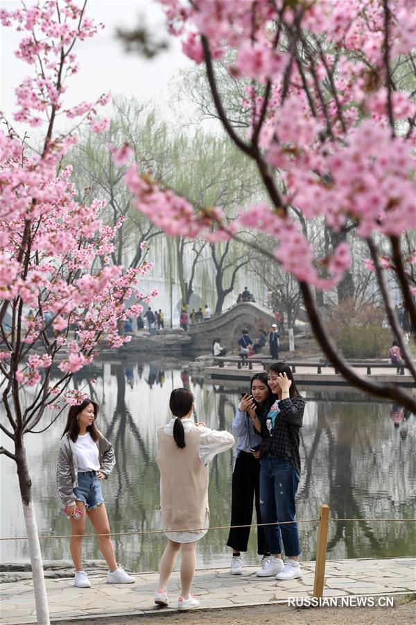 Фестиваль вишневых деревьев в Пекине