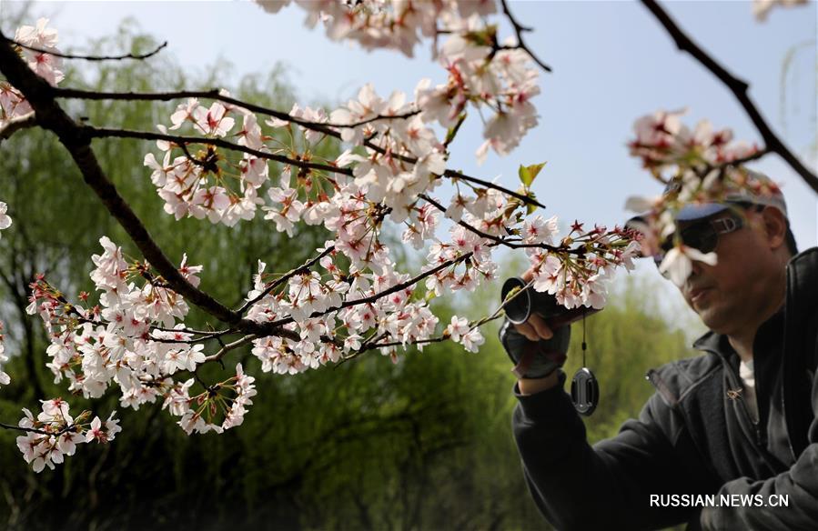 Весна пришла в Шанхайский ботанический сад