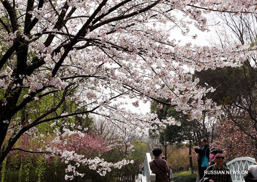 Весна пришла в Шанхайский ботанический сад