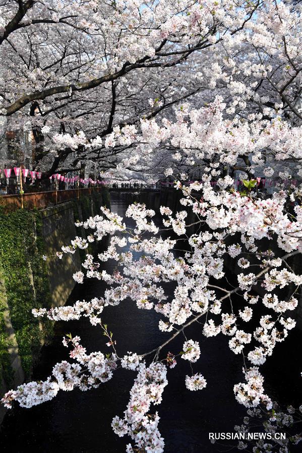 Цветение сакуры в Токио 