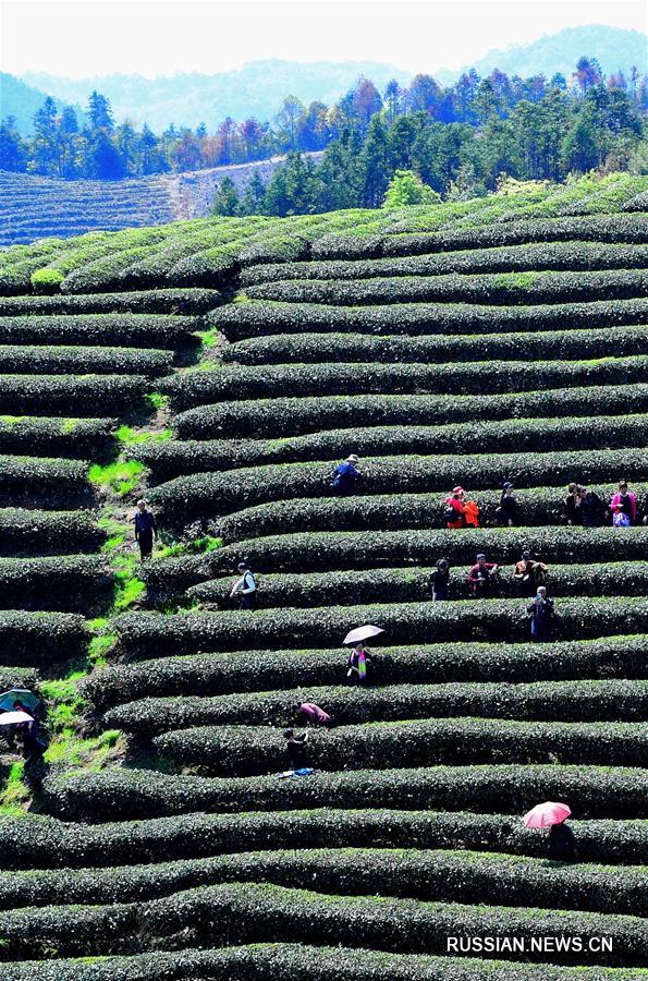 Прекрасные чайные плантации в провинции Фуцзянь