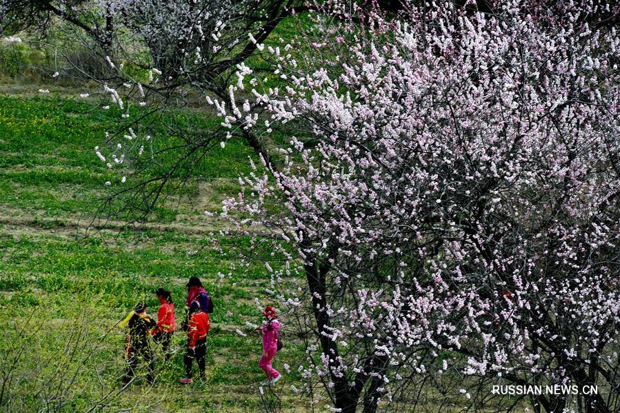 Цветение диких персиков в Ньингчи