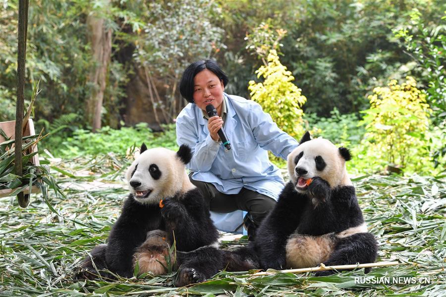 Детеныши-близнецы большой панды из гуанчжоуского зоопарка "Чанлун" благополучно отлучены от материнского вскармливания
