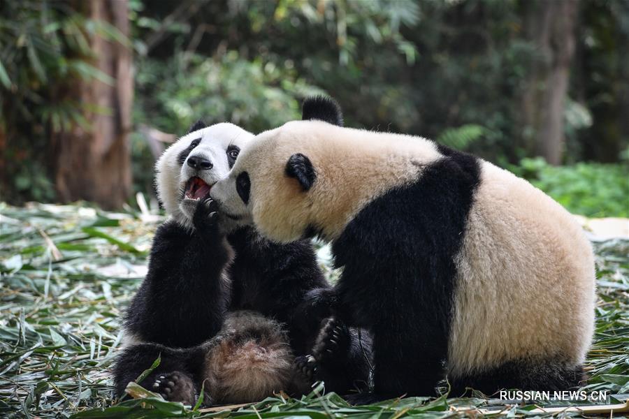 Детеныши-близнецы большой панды из гуанчжоуского зоопарка "Чанлун" благополучно отлучены от материнского вскармливания