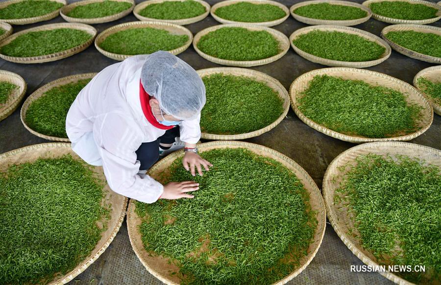Производство весеннего чая в уезде Сюаньэнь