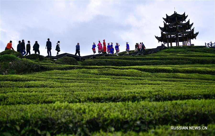Производство весеннего чая в уезде Сюаньэнь