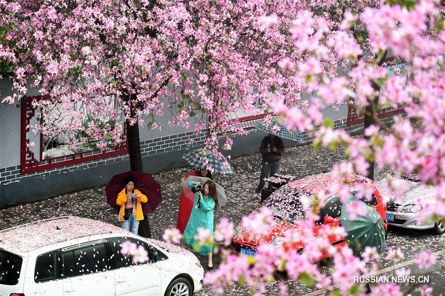 В Лючжоу прошел "дождь из лепестков"