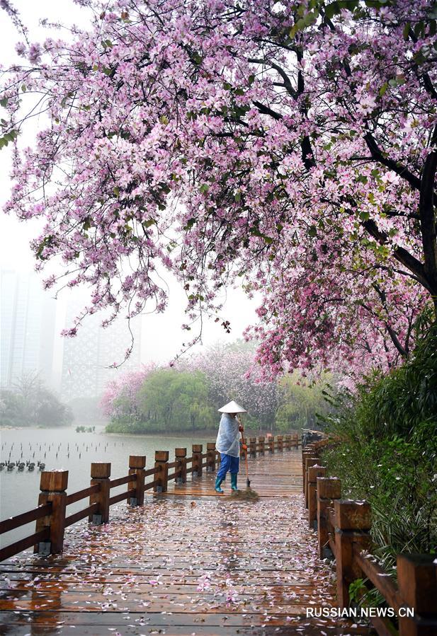 В Лючжоу прошел "дождь из лепестков"