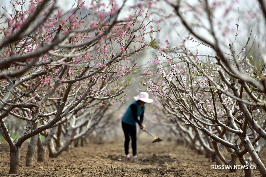 Уход за цветущими персиками в уезде Танчэн