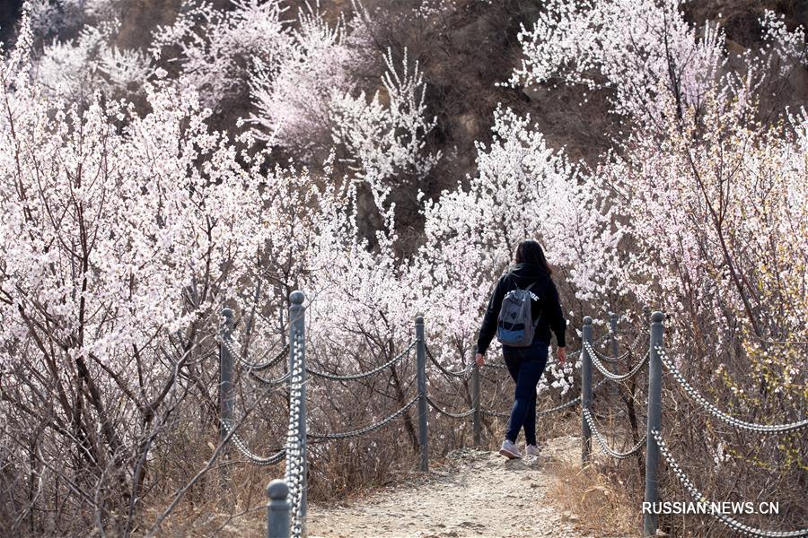 Цветущие персиковые деревья в пригороде Пекина