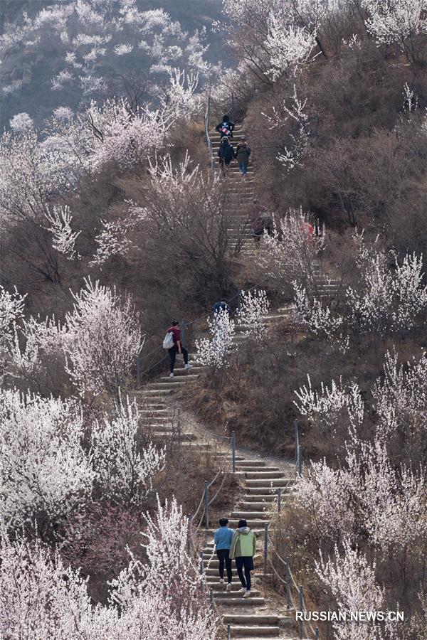 Цветущие персиковые деревья в пригороде Пекина