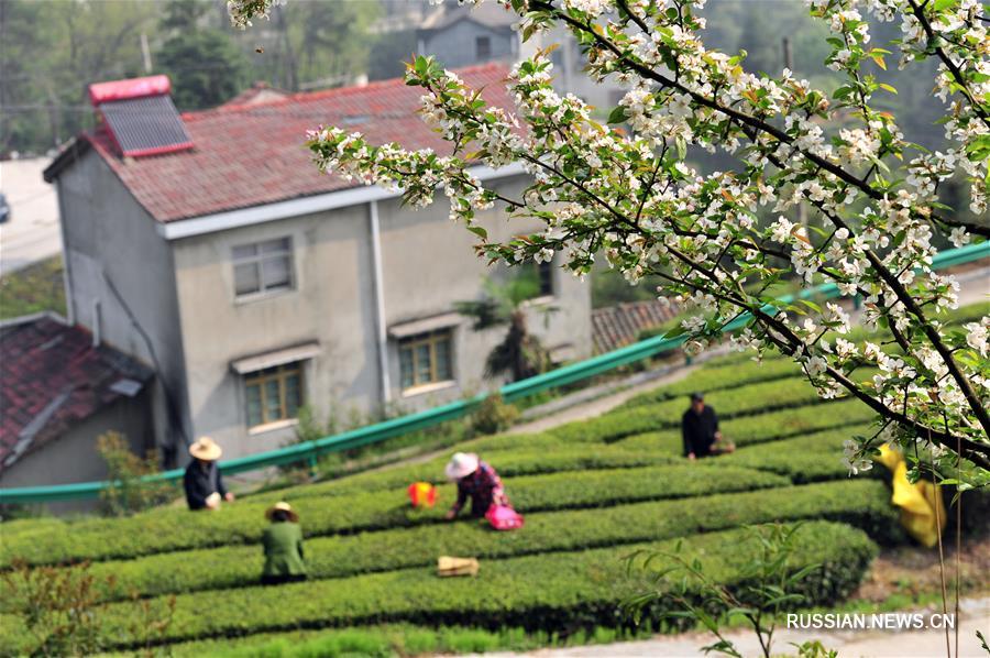 В Китае начался сбор весеннего чая 