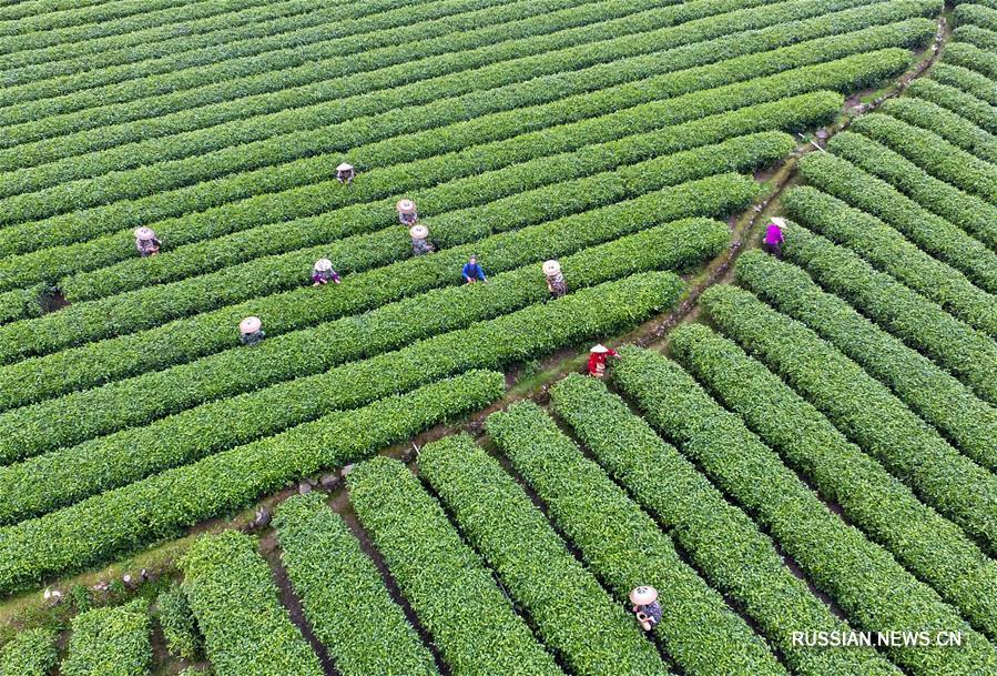 В Китае начался сбор весеннего чая 