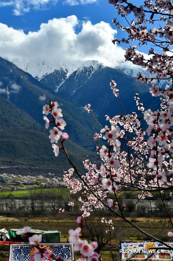 Изящные цветы персика в тибетском уезде Бово