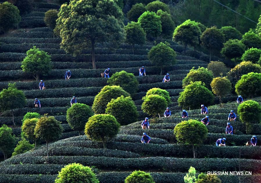 Прекрасная весенняя симфония на чайных плантациях Китая
