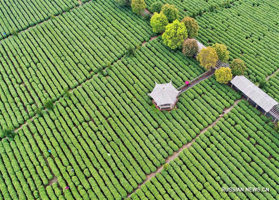 Прекрасная весенняя симфония на чайных плантациях Китая