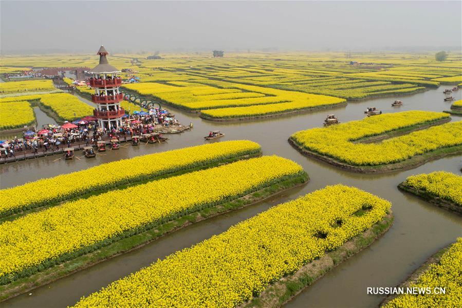 Тысяча золотых рапсовых островков в провинции Цзянсу