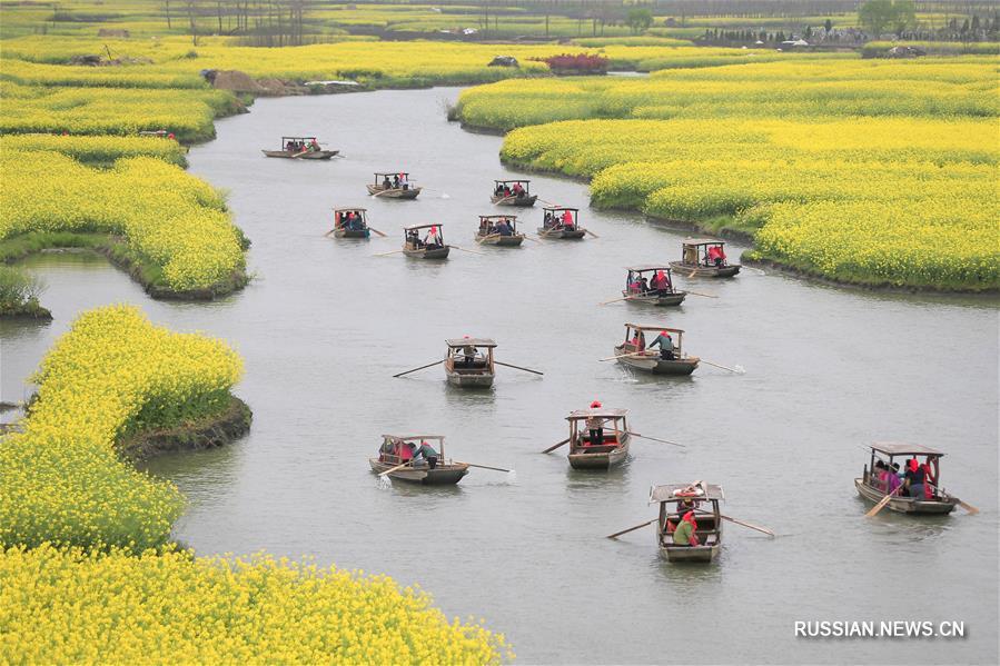 Тысяча золотых рапсовых островков в провинции Цзянсу