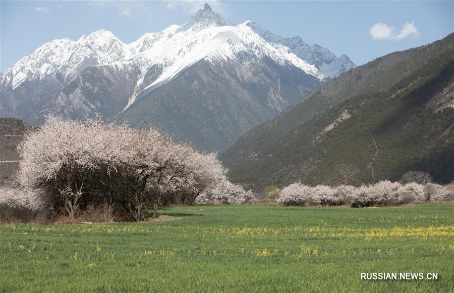 Цветы персика в горах Тибета