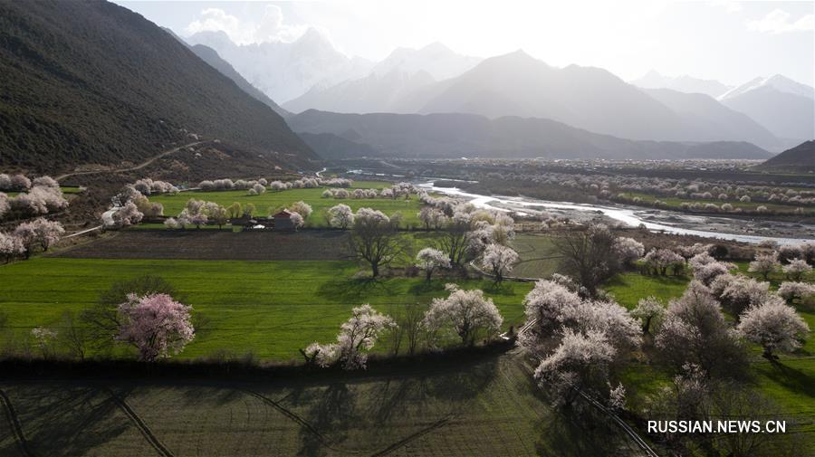Цветы персика в горах Тибета