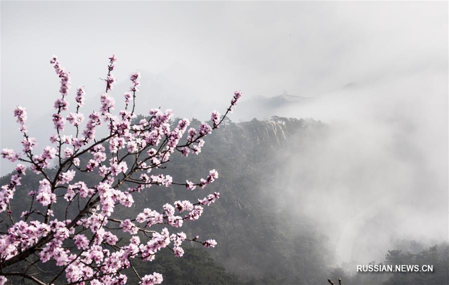 Облачное море в цветущем ландшафтном парке "Паньшань"