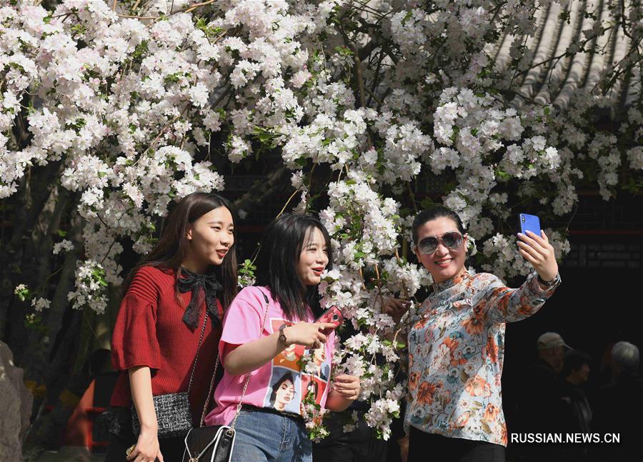 Цветение яблонь в уезде Чжэндин