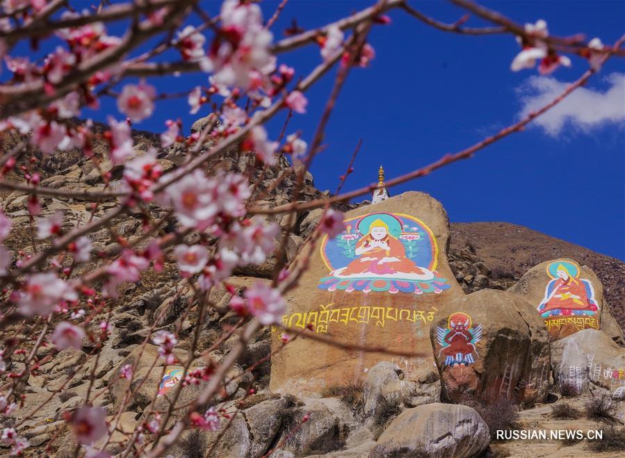 Цветущие персиковые деревья украсили монастырь Джэпун в Лхасе