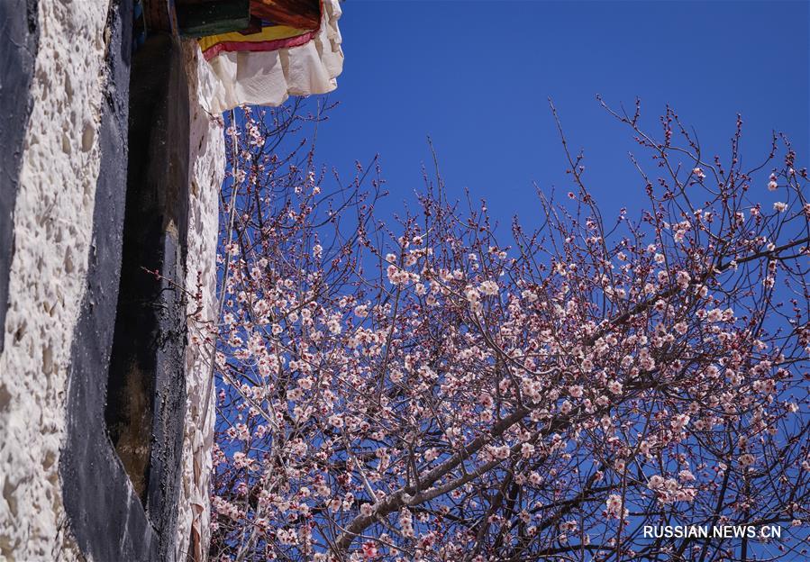 Цветущие персиковые деревья украсили монастырь Джэпун в Лхасе