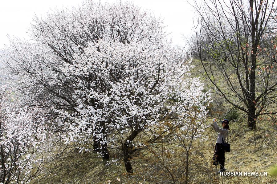 Пышно цветущие абрикосовые деревья в Нинся-Хуэйском АР