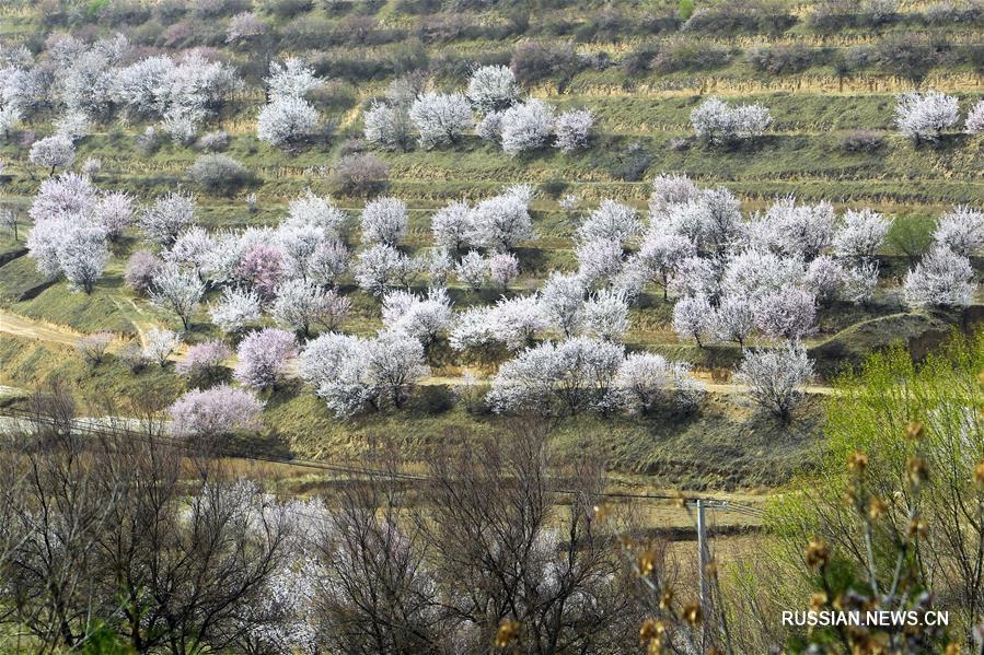 Пышно цветущие абрикосовые деревья в Нинся-Хуэйском АР