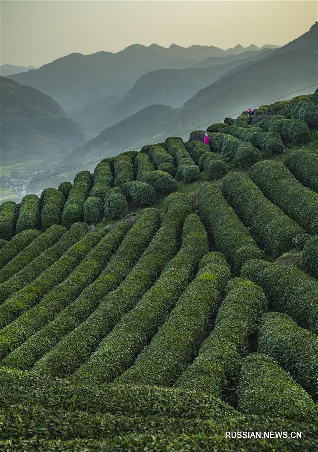 Чайные плантации в провинции Шэньси 
