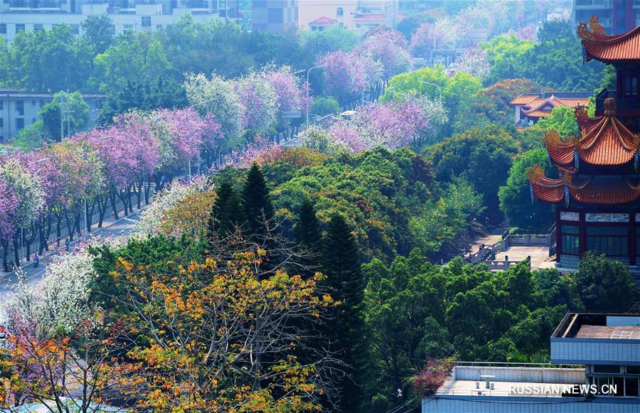 Цветущая баухиния в Фучжоу