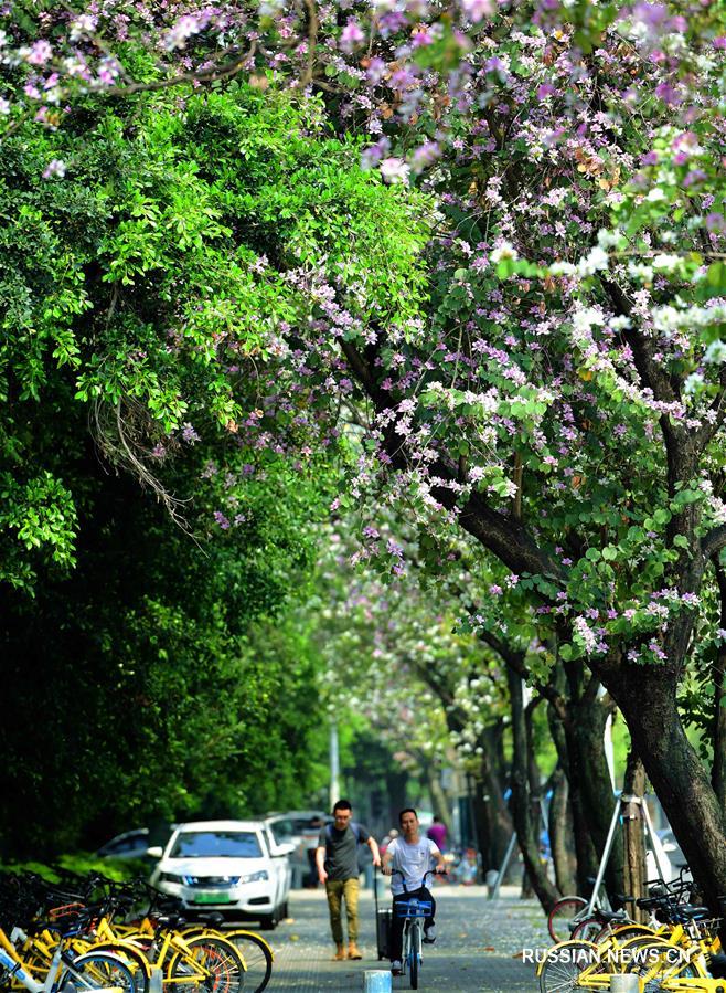 Цветущая баухиния в Фучжоу