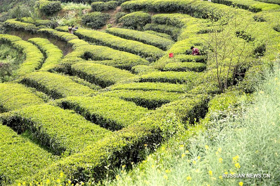 Сбор весенних чаев на юге Китая