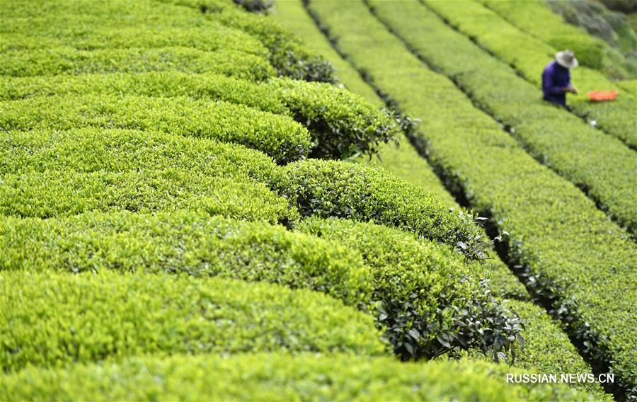 Сбор весенних чаев на юге Китая