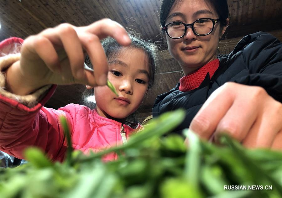 Семья производителей традиционного чая билочунь из Сучжоу