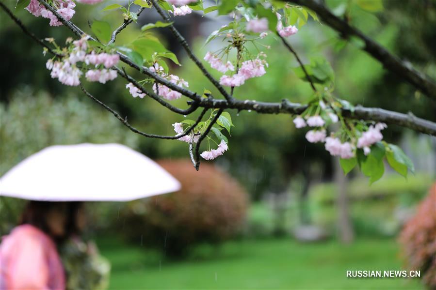 По случаю праздника Цинмин китайцы выезжают на природу, чтобы насладиться великолепными  весенними пейзажами 