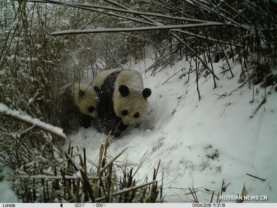 Инфракрасные камеры засняли момент кормления грудного детеныша большой панды