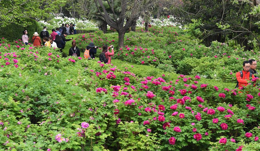 Пионы в древнем Лояне