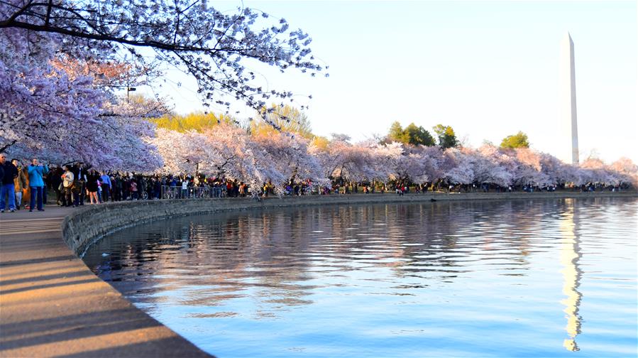 Цветение сакуры в Вашингтоне