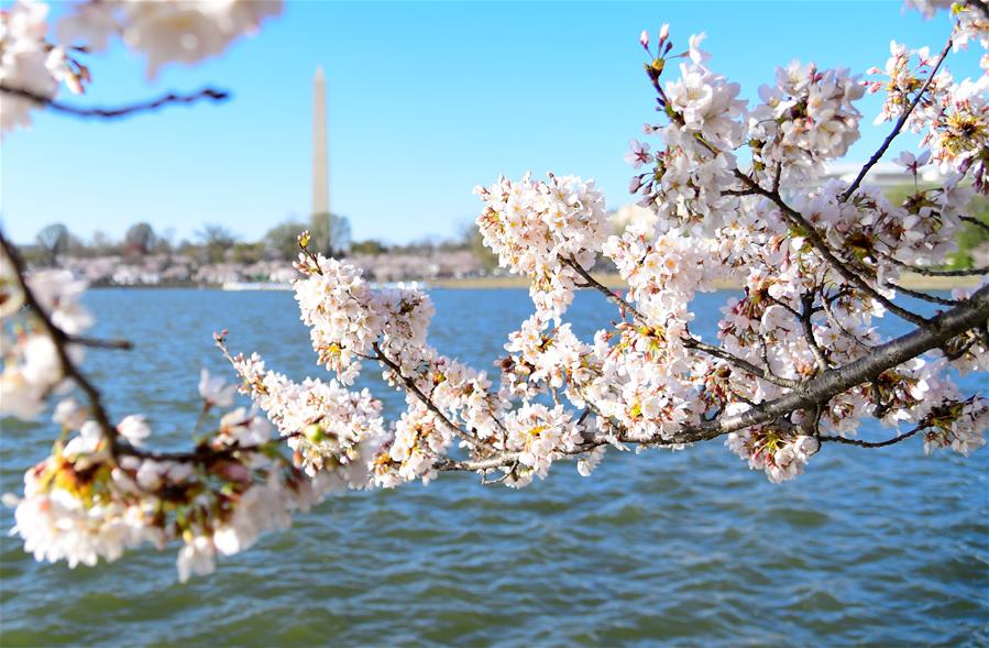 Цветение сакуры в Вашингтоне