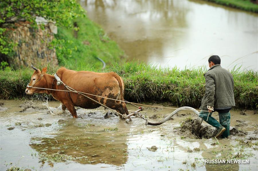 Полевые работы в сезон "цинмин" китайского сельскохозяйственного календаря